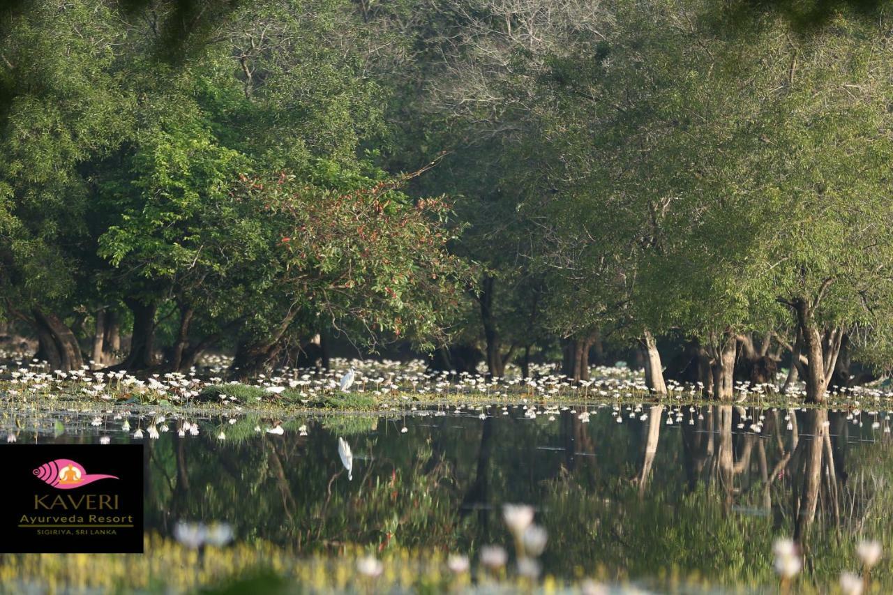 Kaveri Resort Sigiriya Eksteriør billede