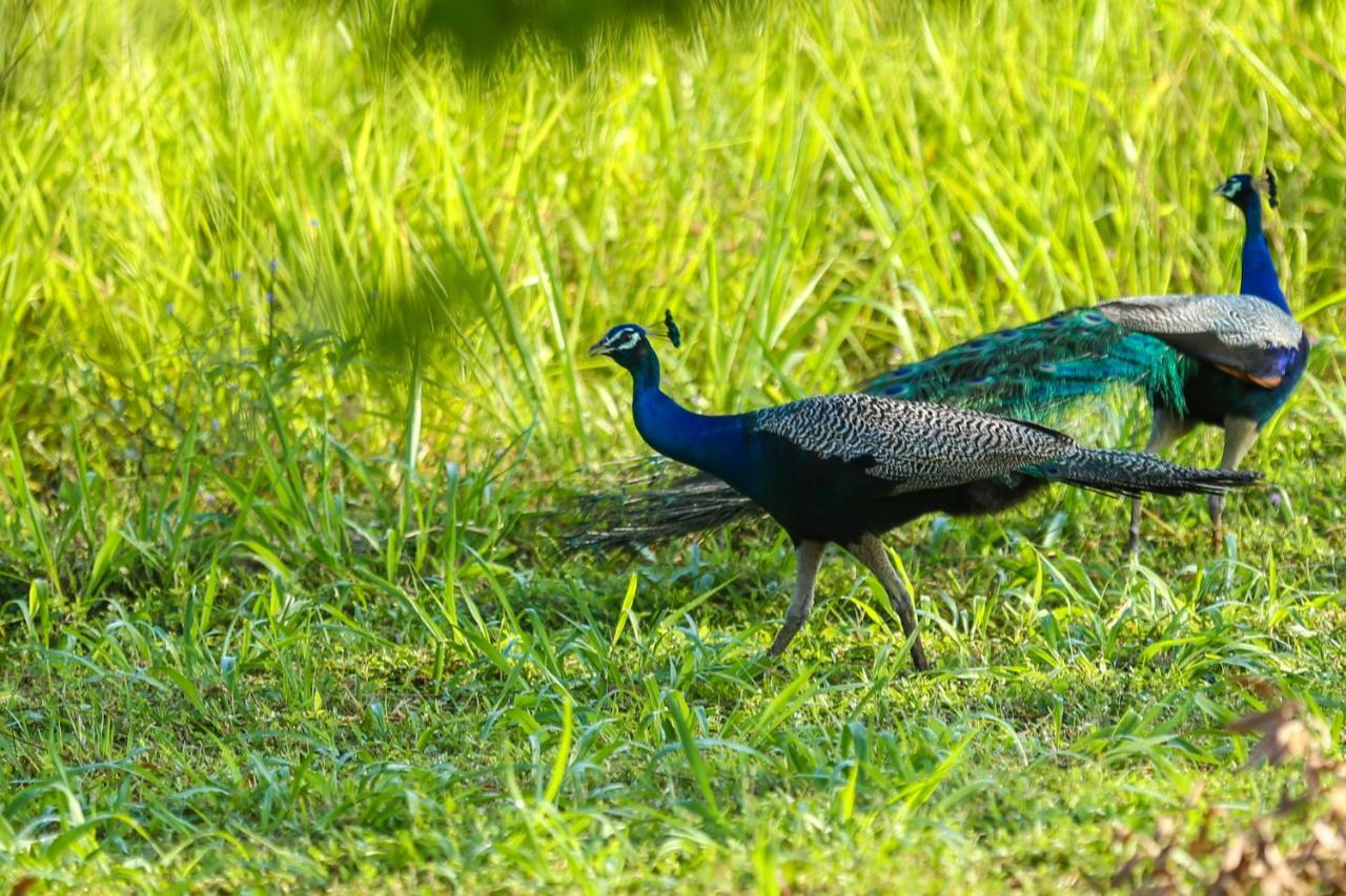 Kaveri Resort Sigiriya Eksteriør billede